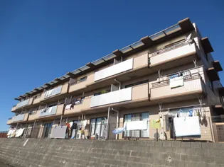 TAフラット桐の木の画像