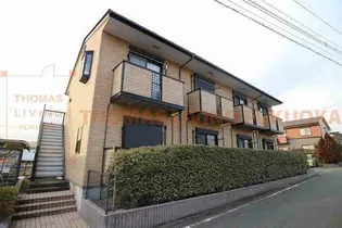 サマーパインの画像