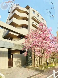 サザントゥリーIIの画像