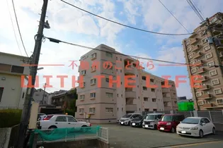 シェル幹の画像