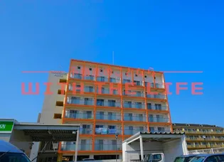 メルローズアソウの画像