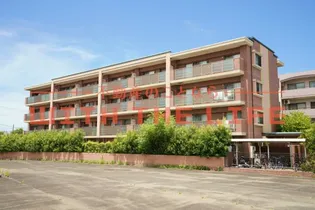 プリマヴェーラ花の木の画像