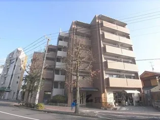 ルピナス紫明の画像