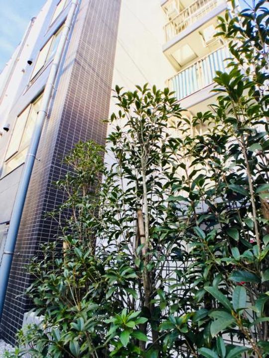 ライブカーサ板橋大山の外観