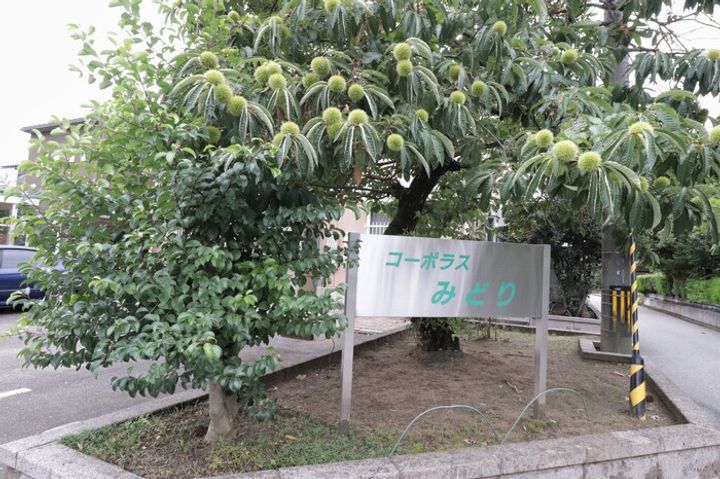 コーポラスみどり101のその他画像