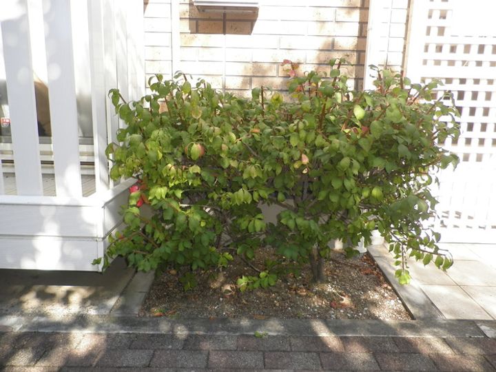 パーシモンの内装