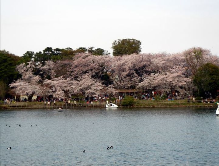 Opus residence Meguro Senzokuの周辺