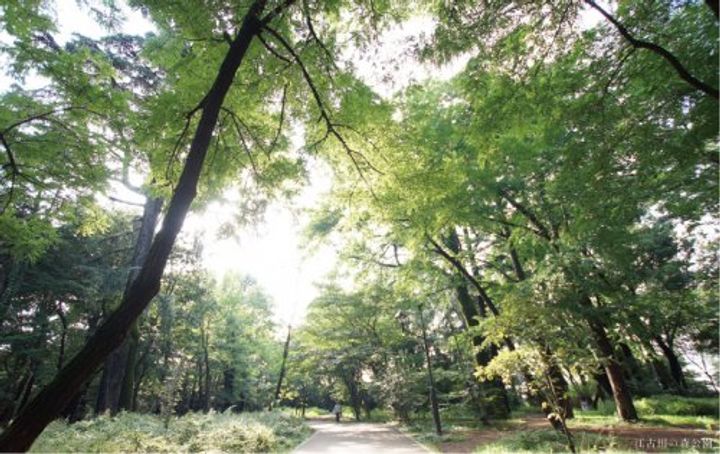 プライムメゾン江古田の杜ウェストの周辺