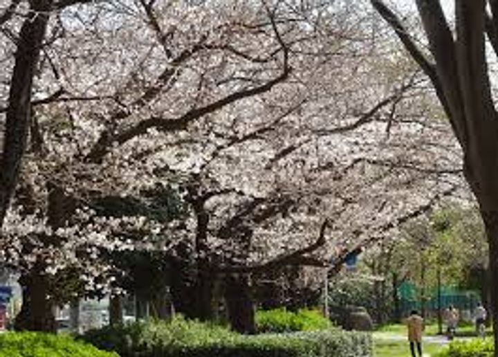 アールヴェール桜新町の周辺