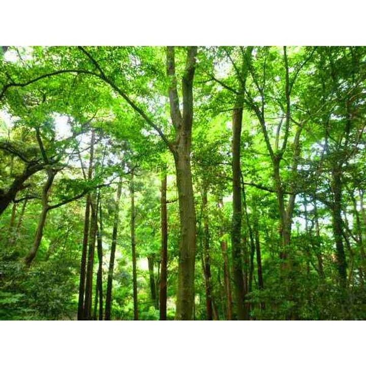 プリムベールの周辺