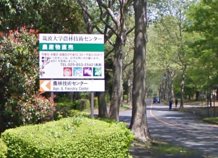 フィオーレの周辺