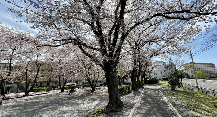 メゾン桜の周辺