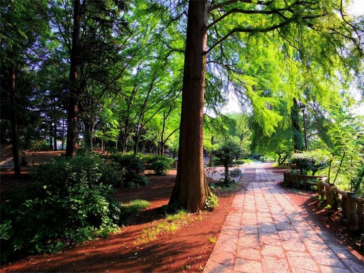 東京都練馬区上石神井3(アパート)の賃貸物件の周辺