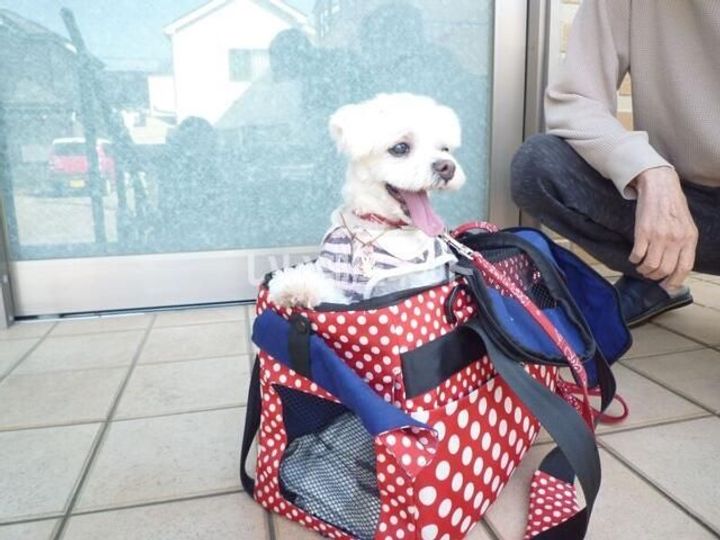 埼玉県入間市東藤沢5(アパート)の賃貸物件のその他画像