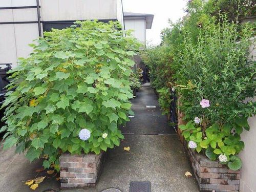 ピュアハイツの玄関