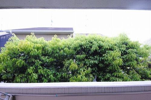 エルム松ヶ崎のその他画像