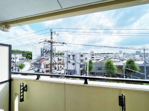 マジェスティシロトリのその他画像