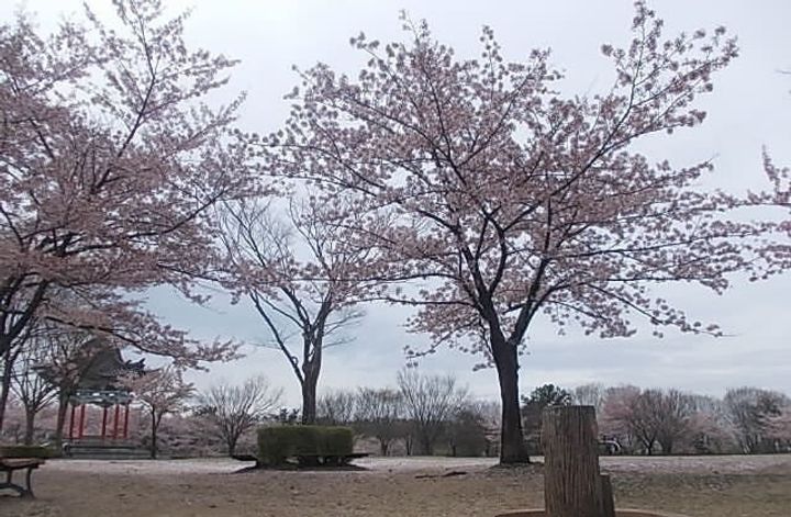 秋田県秋田市楢山太田町(一戸建)の賃貸物件Cの周辺