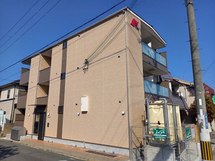 F asecia iliaの外観