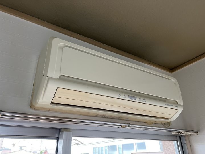 セントポーリアのその他画像