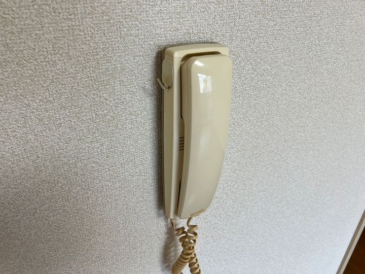 セントポーリアのその他画像