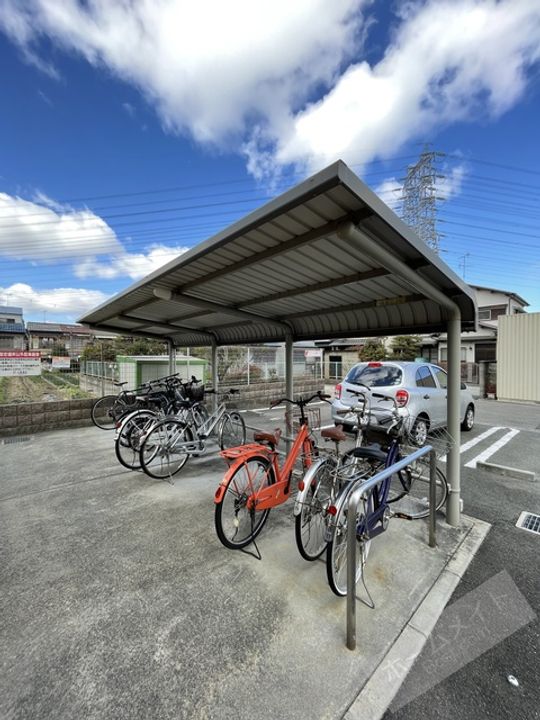 パイン・ツリーのその他画像