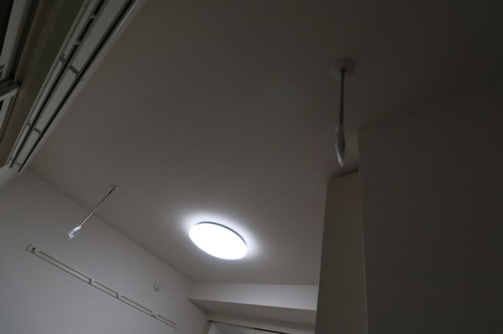 ブルーデイジーのその他画像