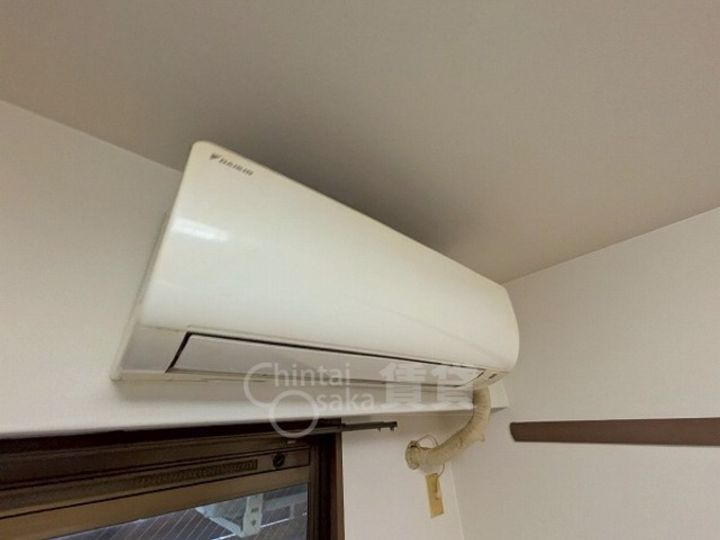 シロハイヌのその他画像