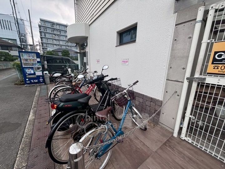 シロハイヌのその他画像