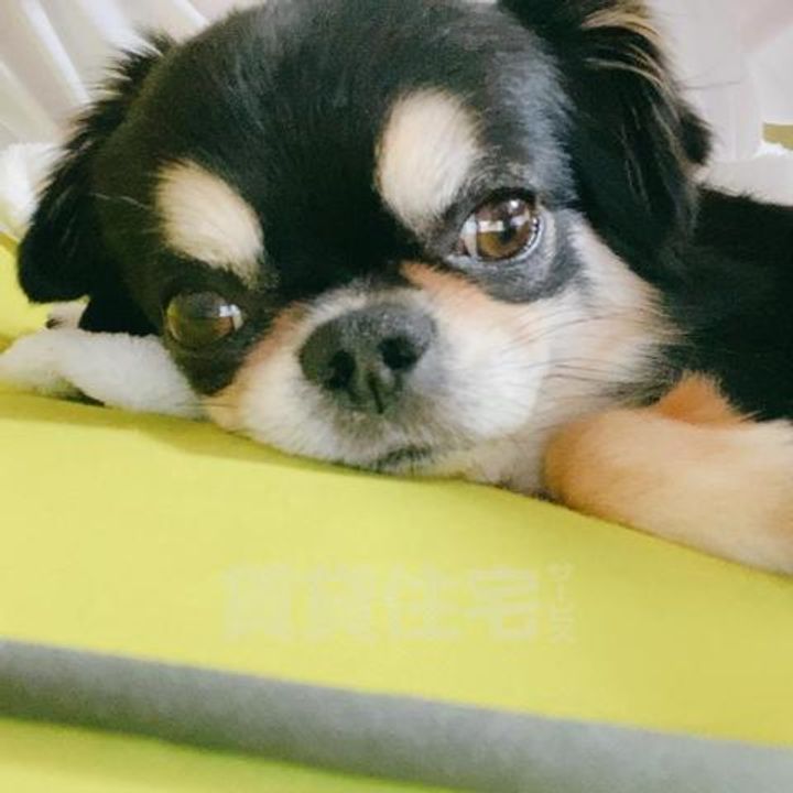 大阪府豊中市曽根東町1丁目の賃貸マンションのその他画像