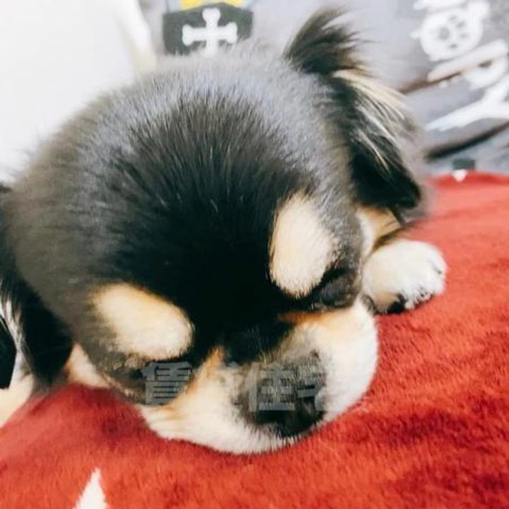 大阪府豊中市曽根東町1丁目の賃貸マンションのその他画像