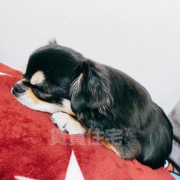 大阪府豊中市曽根東町1丁目の賃貸マンションのその他画像