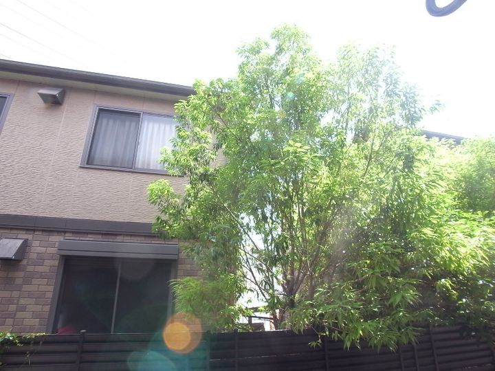 ピュアコートシミズのその他画像