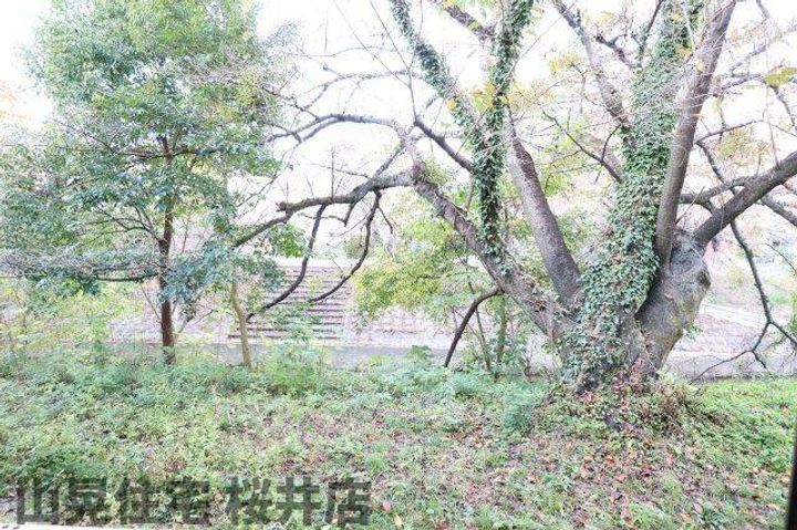 サンホワイト桜のその他画像