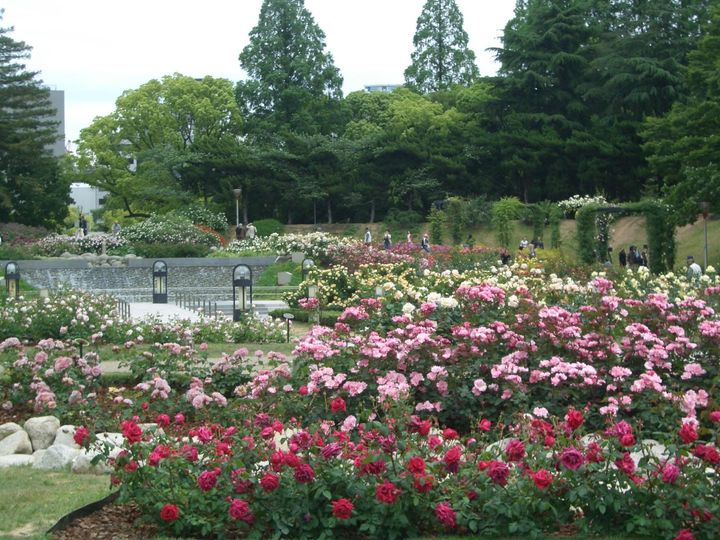 ドミールうつぼ公園の周辺